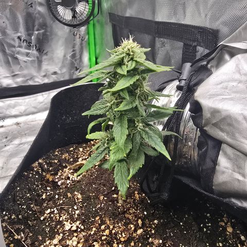 Green Crack (Auto) - Plant #2 growlog timeline photo