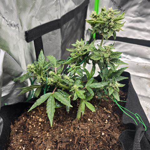Green Crack (Auto) - Plant #1 growlog timeline photo