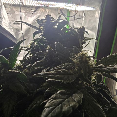 Green Crack (Auto) - Plant #3 growlog timeline photo