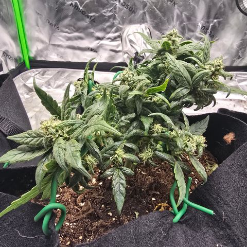 Green Crack (Auto) - Plant #3 growlog timeline photo