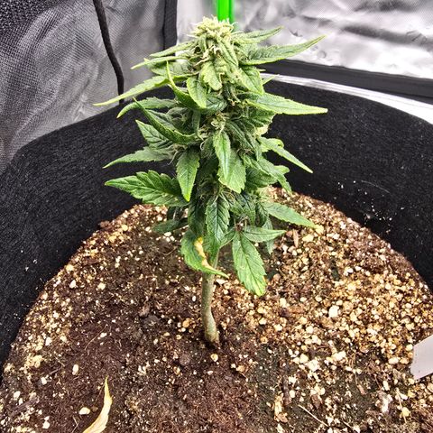 Green Crack (Auto) - Plant #2 growlog timeline photo