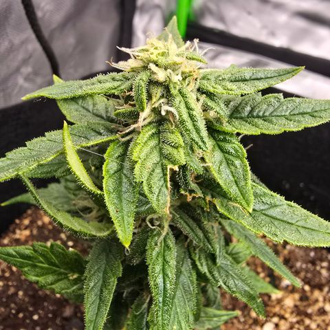 Green Crack (Auto) - Plant #2 growlog timeline photo