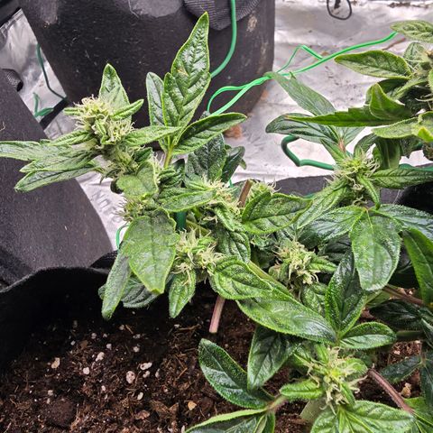 Green Crack (Auto) - Plant #1 growlog timeline photo