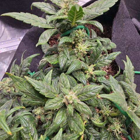 Green Crack (Auto) - Plant #3 growlog timeline photo