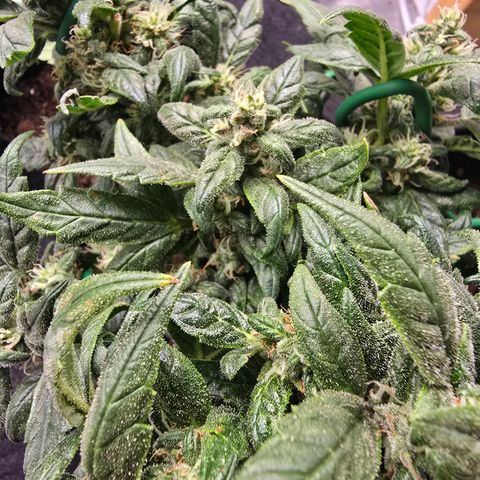 Green Crack (Auto) - Plant #3 growlog timeline photo