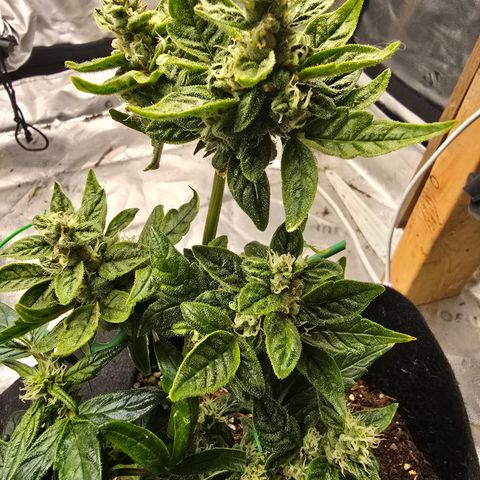 Green Crack (Auto) - Plant #1 growlog timeline photo