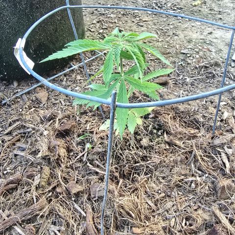 Wilderness Kush - (Photo) growlog timeline photo