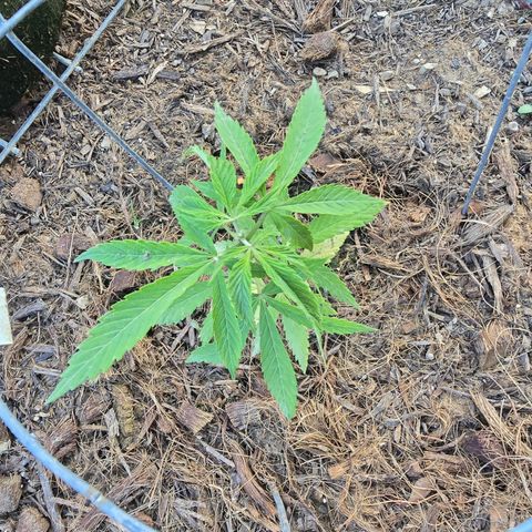 Wilderness Kush - (Photo) growlog timeline photo