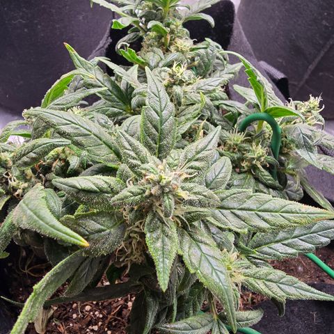 Green Crack (Auto) - Plant #3 growlog timeline photo