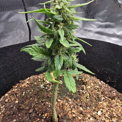 Green Crack (Auto) - Plant #2 growlog timeline photo