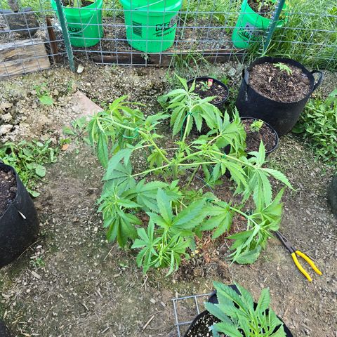 Bruce Banner 2.0 (Photo) - Plant #1 growlog timeline photo