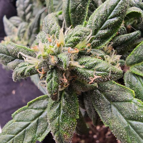 Green Crack (Auto) - Plant #3 growlog timeline photo