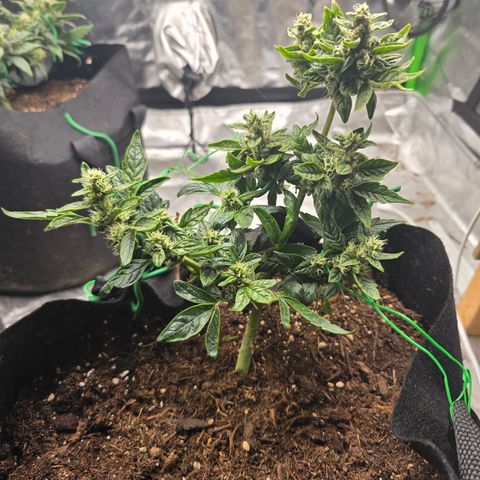 Green Crack (Auto) - Plant #1 growlog timeline photo