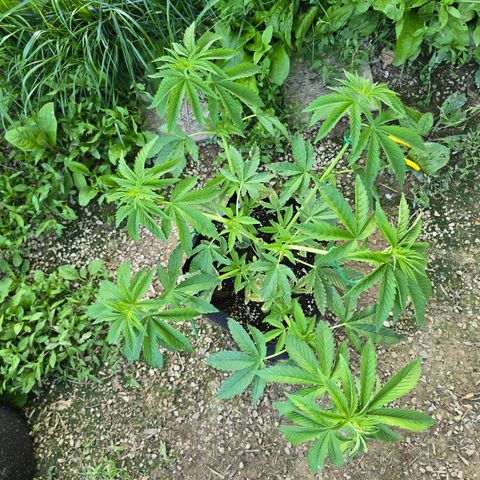 Bruce Banner 2.0 (Photo) - Plant #2 growlog timeline photo