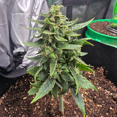 Green Crack (Auto) - Plant #2 growlog timeline photo