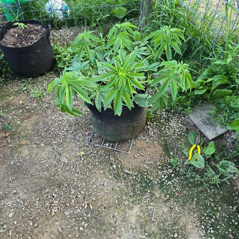 Bruce Banner 2.0 (Photo) - Plant #2 growlog timeline photo