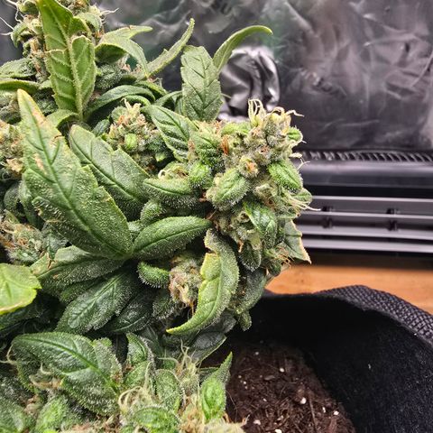 Green Crack (Auto) - Plant #3 growlog timeline photo