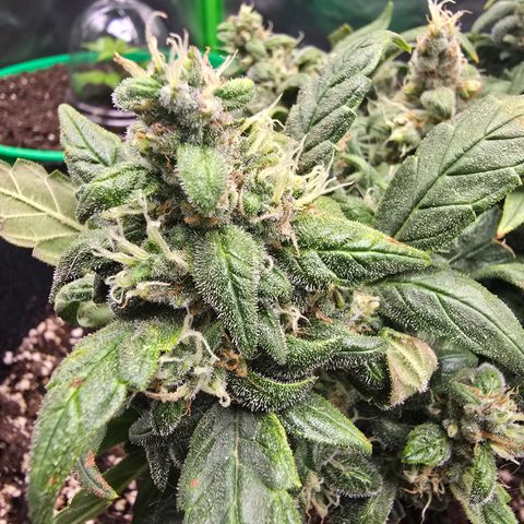 Green Crack (Auto) - Plant #3 growlog timeline photo