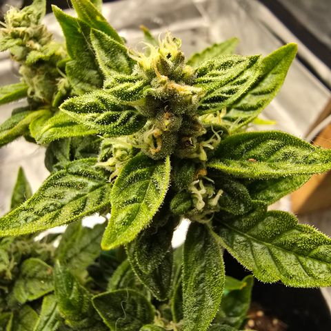 Green Crack (Auto) - Plant #1 growlog timeline photo