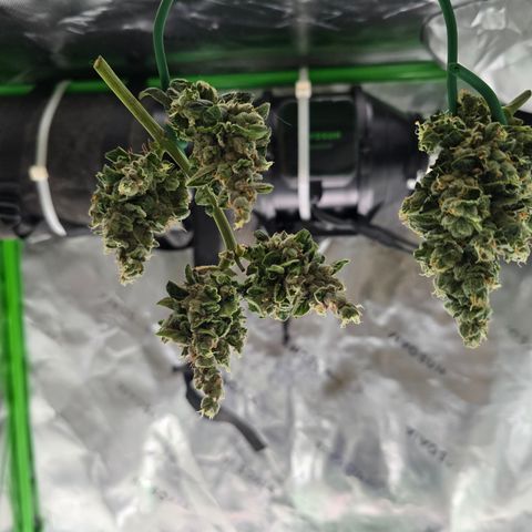 Green Crack (Auto) - Plant #1 growlog timeline photo
