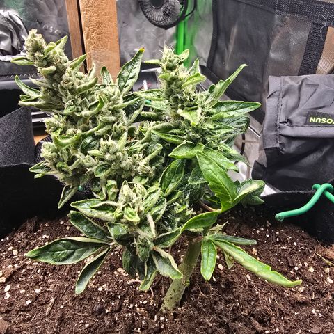 Green Crack (Auto) - Plant #1 growlog timeline photo