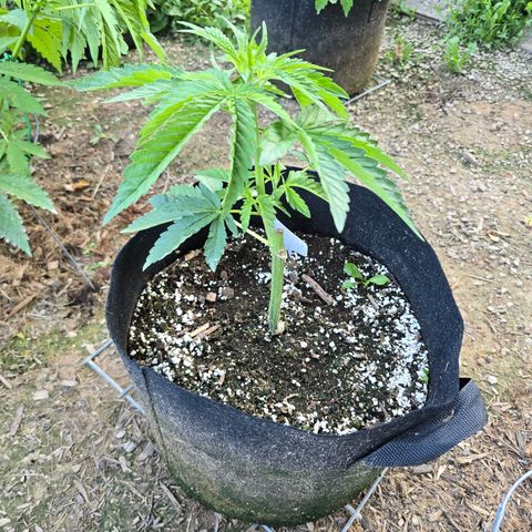 Bruce Banner 2.0 (Photo) - Plant #3 growlog timeline photo