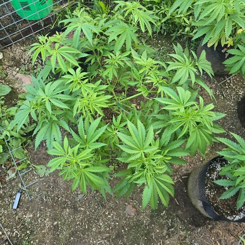 Bruce Banner 2.0 (Photo) - Plant #1 growlog timeline photo