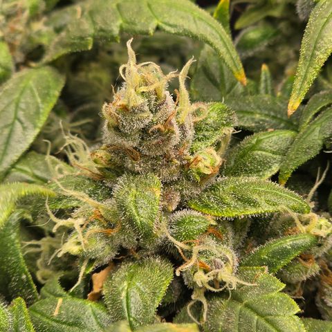 Green Crack (Auto) - Plant #3 growlog timeline photo