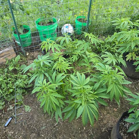 Bruce Banner 2.0 (Photo) - Plant #1 growlog timeline photo