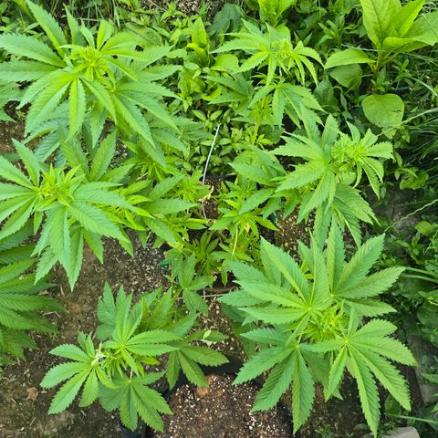 Bruce Banner 2.0 (Photo) - Plant #2 growlog timeline photo