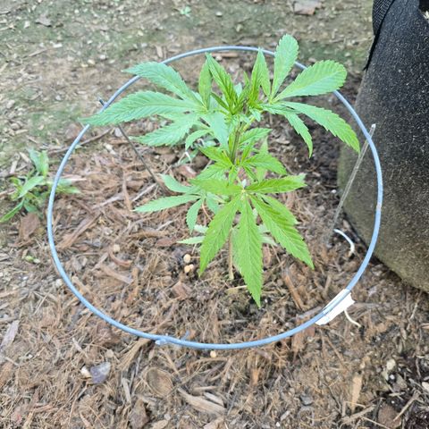 Wilderness Kush - (Photo) growlog timeline photo