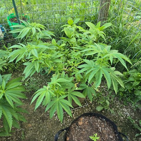 Bruce Banner 2.0 (Photo) - Plant #2 growlog timeline photo