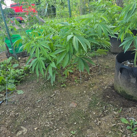 Bruce Banner 2.0 (Photo) - Plant #1 growlog timeline photo