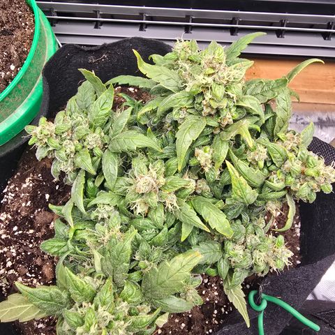 Green Crack (Auto) - Plant #3 growlog timeline photo