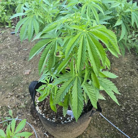 Bruce Banner 2.0 (Photo) - Plant #3 growlog timeline photo