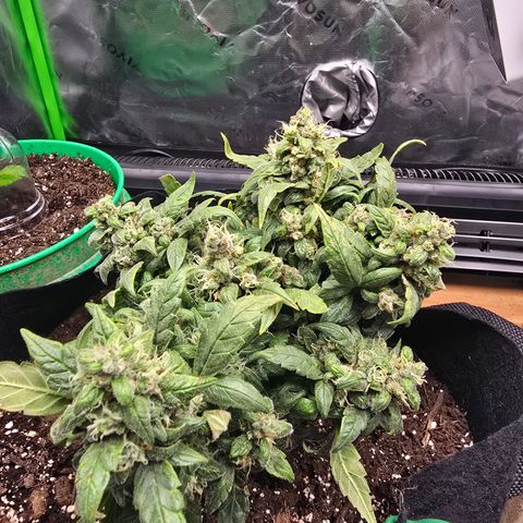 Green Crack (Auto) - Plant #3 growlog timeline photo