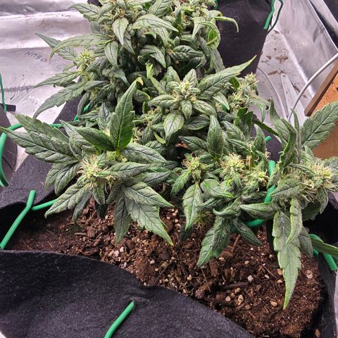 Green Crack (Auto) - Plant #3 growlog timeline photo
