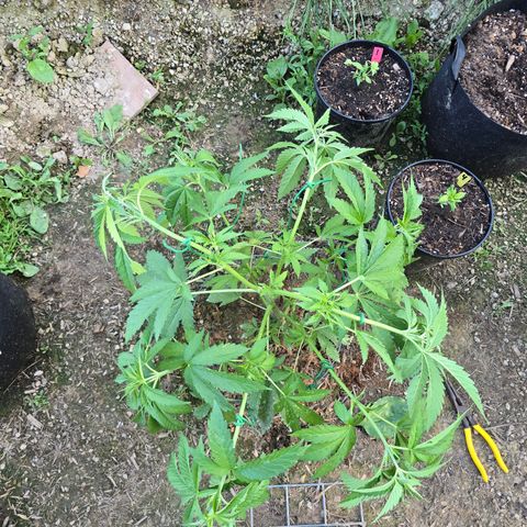 Bruce Banner 2.0 (Photo) - Plant #1 growlog timeline photo