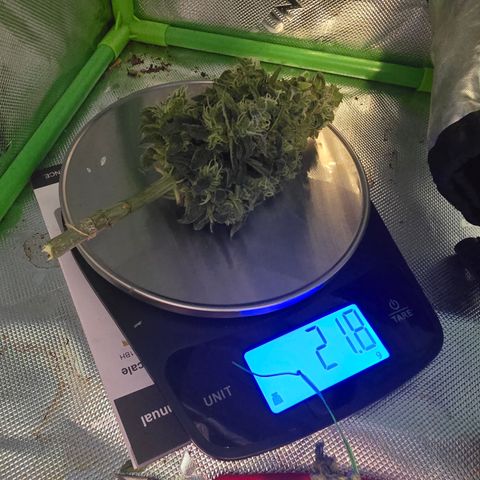 Green Crack (Auto) - Plant #2 growlog timeline photo
