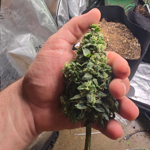 Green Crack (Auto) - Plant #2 growlog timeline photo