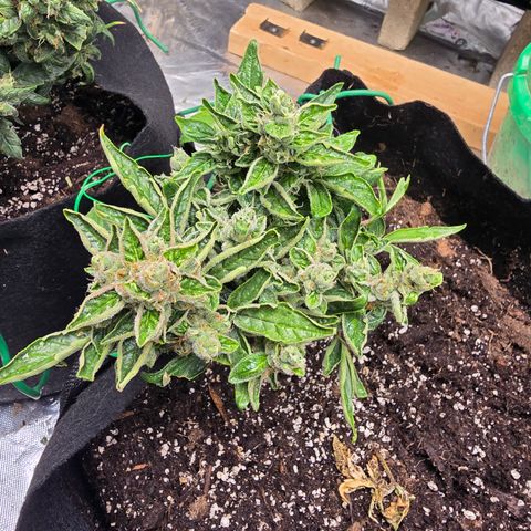 Green Crack (Auto) - Plant #1 growlog timeline photo