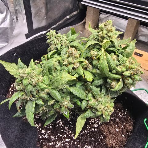 Green Crack (Auto) - Plant #3 growlog timeline photo