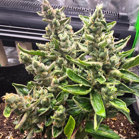Green Crack (Auto) - Plant #1 growlog timeline photo