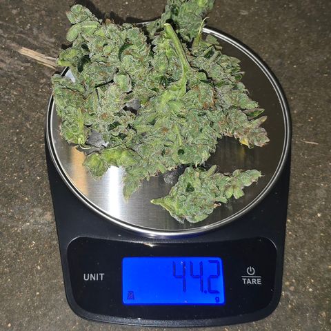 Green Crack (Auto) - Plant #1 growlog timeline photo