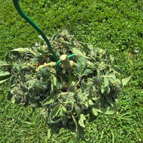 Green Crack (Auto) - Plant #3 growlog timeline photo