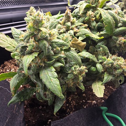 Green Crack (Auto) - Plant #3 growlog timeline photo