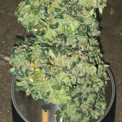 Green Crack (Auto) - Plant #3 growlog timeline photo