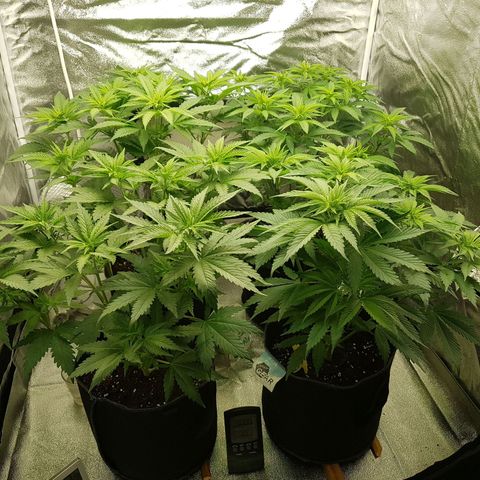 3xRuntz🤪&1xCritical🧐 growlog timeline photo