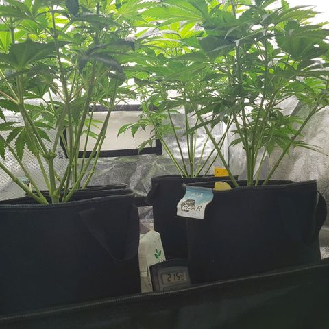 3xRuntz🤪&1xCritical🧐 growlog timeline photo