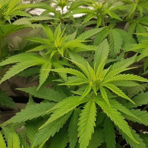 3xRuntz🤪&1xCritical🧐 growlog timeline photo